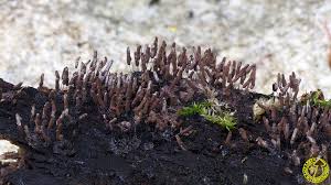 Attēlu rezultāti vaicājumam “Stemonitopsis typhina var. similis stalked”
