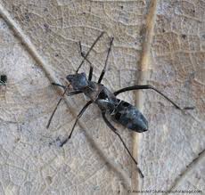 Attēlu rezultāti vaicājumam “Alydus calcaratus”