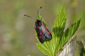 Attēlu rezultāti vaicājumam “Zygaena lonicerae”