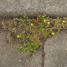 Attēlu rezultāti vaicājumam “Potentilla argentea bud”