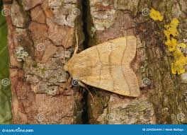 Attēlu rezultāti vaicājumam “Charanyca trigrammica”