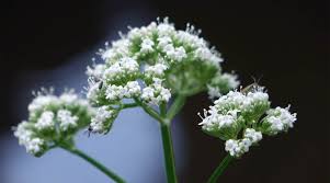 Image result for Baldrian