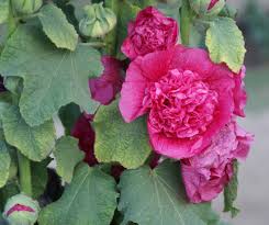 Image result for Alcea (althaea) rosea