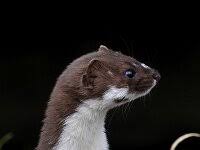 Attēlu rezultāti vaicājumam “Mustela nivalis”