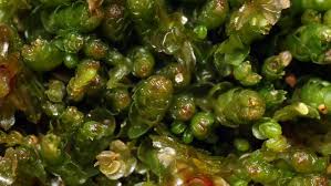 Attēlu rezultāti vaicājumam “Nardia scalaris”