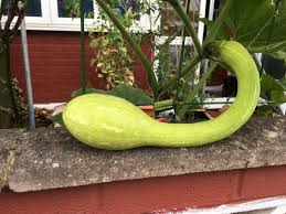 Image result for tromboncino