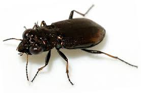 Attēlu rezultāti vaicājumam “Notiophilus biguttatus”