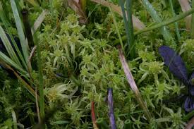 Attēlu rezultāti vaicājumam “Sphagnum fallax”