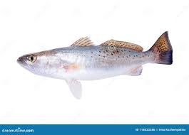 Image result for Cynoscion nebulosus