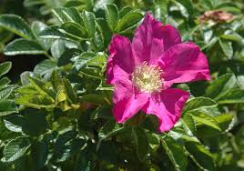 Attēlu rezultāti vaicājumam “Rosa villosa”