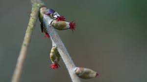 Attēlu rezultāti vaicājumam “Corylus avellana female flower”