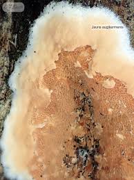 Attēlu rezultāti vaicājumam “Gloeoporus taxicola”