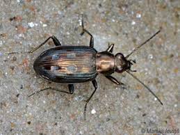 Attēlu rezultāti vaicājumam “Bembidion litorale”