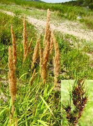 Attēlu rezultāti vaicājumam “Ammophila arenaria”
