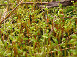 Attēlu rezultāti vaicājumam “Serpoleskea subtilis sporophyte”