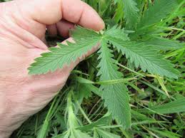 Attēlu rezultāti vaicājumam “Potentilla arenaria leaf”