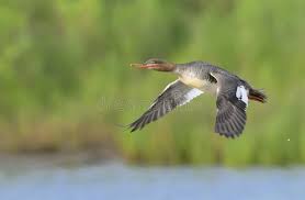 Attēlu rezultāti vaicājumam “Mergus serrator female”