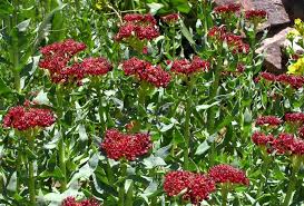 Attēlu rezultāti vaicājumam “Rhodiola rosea flower”