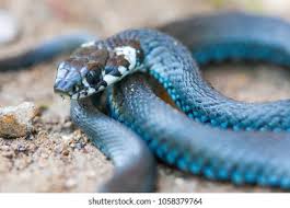 Attēlu rezultāti vaicājumam “Natrix natrix”