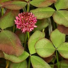 Attēlu rezultāti vaicājumam “Trifolium repens”