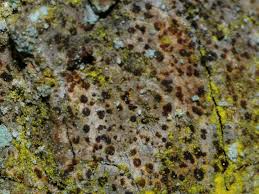 Attēlu rezultāti vaicājumam “Arthonia vinosa”