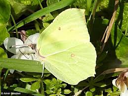 Attēlu rezultāti vaicājumam “Gonepteryx rhamni female”