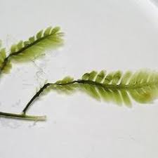 Attēlu rezultāti vaicājumam “Blepharostoma trichophyllum sporophyte”