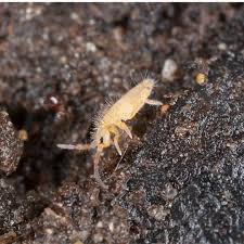 Attēlu rezultāti vaicājumam “Collembola”