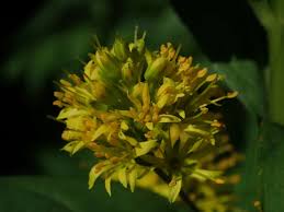 Attēlu rezultāti vaicājumam “Lysimachia thyrsiflora leaf”