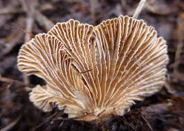 Attēlu rezultāti vaicājumam “Schizophyllum commune”