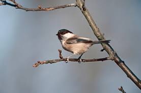 Attēlu rezultāti vaicājumam “Poecile montanus adult”