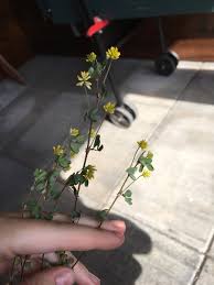 Attēlu rezultāti vaicājumam “Trifolium dubium fruit”