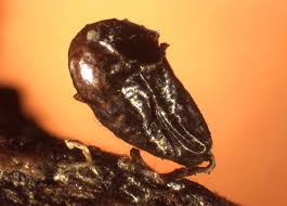 Attēlu rezultāti vaicājumam “Leocarpus fragilis stalked”