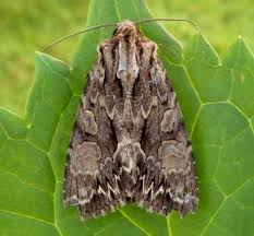 Attēlu rezultāti vaicājumam “Apamea monoglypha”