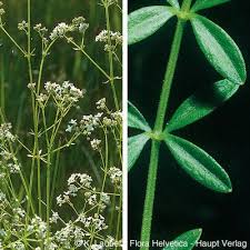 Attēlu rezultāti vaicājumam “Galium elongatum flower”