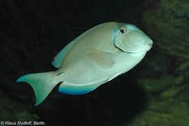 Image result for Acanthurus bahianus