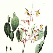 Attēlu rezultāti vaicājumam “Epimedium alpinum”