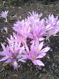 Attēlu rezultāti vaicājumam “Colchicaceae”