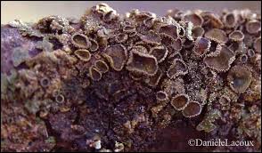 Attēlu rezultāti vaicājumam “Melanohalea exasperata”