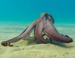 Image result for Octopus vulgaris