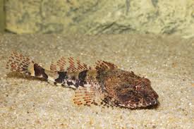 Image result for Myoxocephalus scorpioides