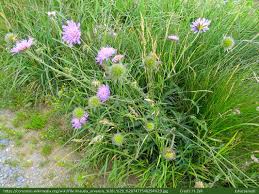 Image result for Knautia arvensis