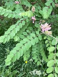 Attēlu rezultāti vaicājumam “Robinia neomexicana flower”