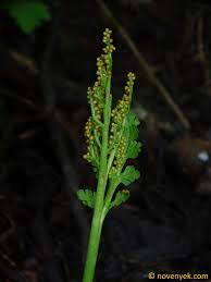 Attēlu rezultāti vaicājumam “Botrychium matricariifolium”