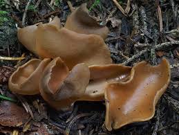 Attēlu rezultāti vaicājumam “Otidea leporina”