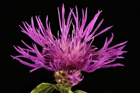 Attēlu rezultāti vaicājumam “Centaurea jacea flower”