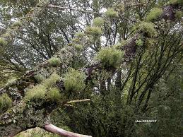 Attēlu rezultāti vaicājumam “Usnea subfloridana”