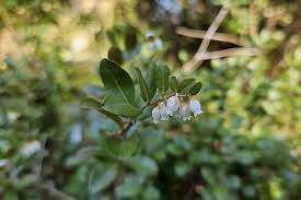 Attēlu rezultāti vaicājumam “Chamaedaphne calyculata”