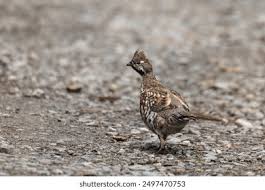 Attēlu rezultāti vaicājumam “Bonasa bonasia eggs”