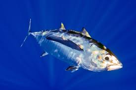 Image result for Thunnus obesus